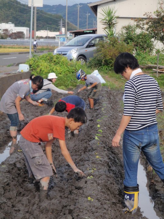 田んぼでダイコン種まき