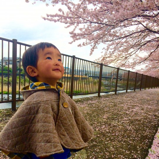 桜を見上げる